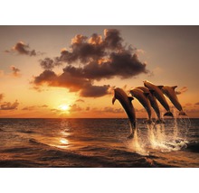 Eine Gruppe von Delfinen springt bei Sonnenuntergang aus dem Meer.