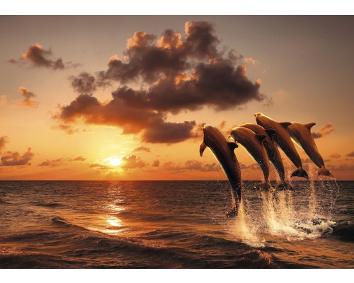 Fototapete Vlies 18624 Sunset Jumping Dolphins 7-tlg. 350 x 260 cm