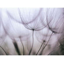 Fototapete Vlies 21640 Purple Abstract Dandelion 8-tlg. 400 x 260 cm