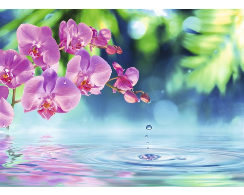 Fototapete Vlies 21659 Zen Orchid and Droplets 8-tlg. 400 x 260 cm