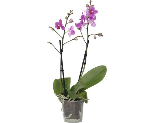 Mini-Orchidee im Topf mit lila Blüten