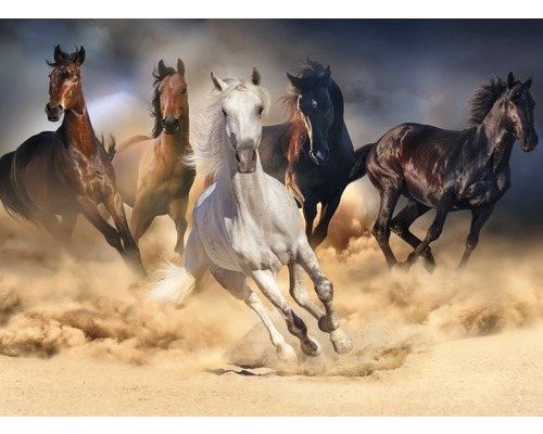 Fototapete Vlies 21682 Horse Herd in Gallop 8-tlg. 400 x 260 cm