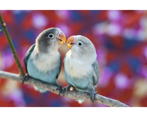 Fototapete Vlies 18689 Love Birds 7-tlg. 350 x 260 cm