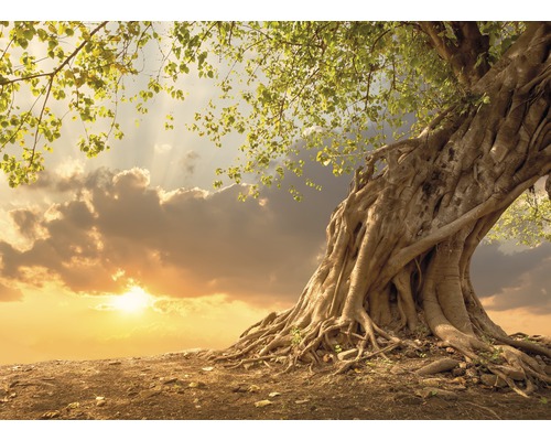 Fototapete Vlies 22697 Old Tree in Sunset 10-tlg. 500 x 280 cm