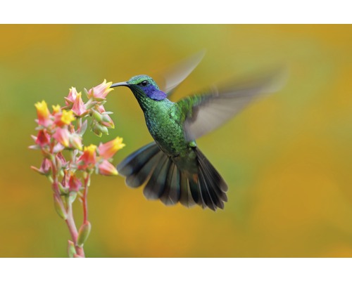 Fototapete Vlies 22703 Hummingbird Colibri Thalassinus 10-tlg. 500 x 280 cm