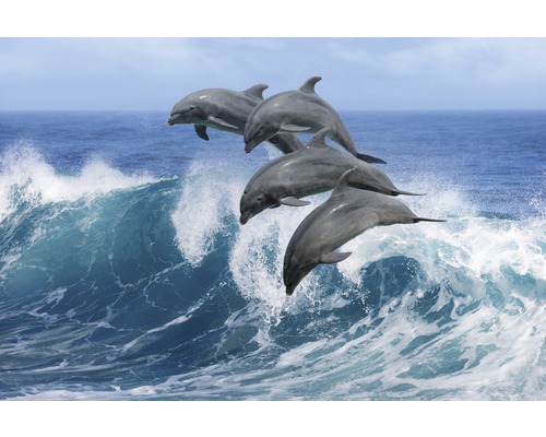Fototapete Vlies 22710 Playful Dolphins 10-tlg. 500 x 280 cm