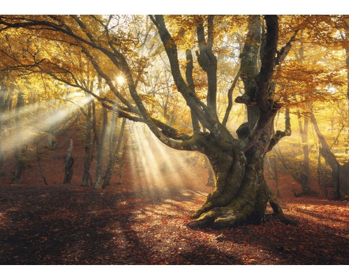Fototapete Vlies 21719 Magical Old Trees Autumn Forest 8-tlg. 400 x 260 cm
