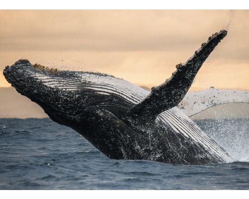 Fototapete Vlies 22721 Humpback Whale 10-tlg. 500 x 280 cm