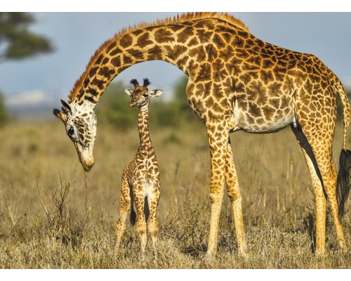 Fototapete Vlies 21724 Masai Giraffe Protecting Baby 8-tlg. 400 x 260 cm