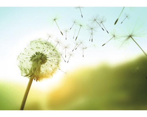 Fototapete Vlies 21741 Dandelion in the Wind grün blau 8-tlg. 400 x 260 cm