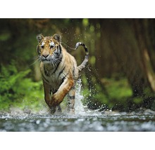 Fototapete Vlies 22751 Siberian Amur Tiger 10-tlg. 500 x 280 cm