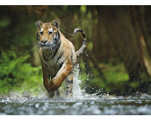 Fototapete Vlies 18751 Siberian Amur Tiger 7-tlg. 350 x 260 cm