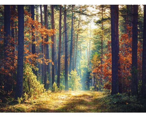 Fototapete Vlies 18762 Autumn Forest Sun Rays 7-tlg. 350 x 260 cm