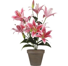 Lilienbusch mit rosa Blüten in einem Topf