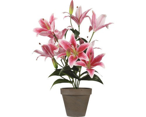 Lilienbusch mit rosa Blüten in einem Topf