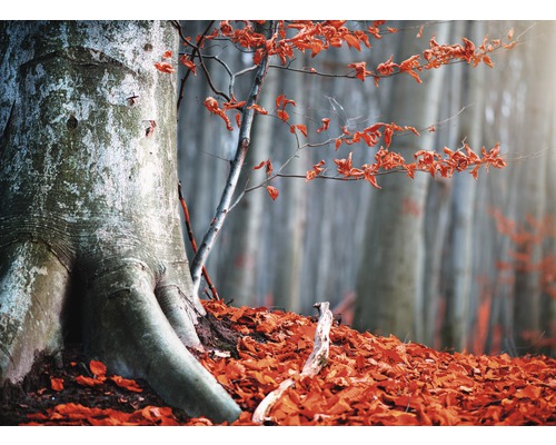 Fototapete Vlies 18774 Old Autumn Tree 7-tlg. 350 x 260 cm