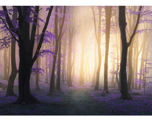 Fototapete Vlies 18775 Mystic Fogga Forest 7-tlg. 350 x 260 cm