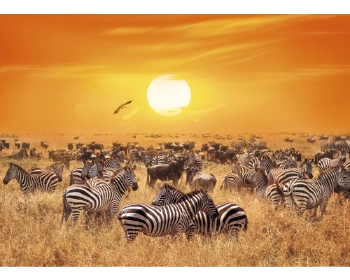 Fototapete Vlies 18776 African Antelopes and Zebras 7-tlg. 350 x 260 cm