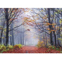 Herbstwaldweg mit Laub und Bäumen im Nebel