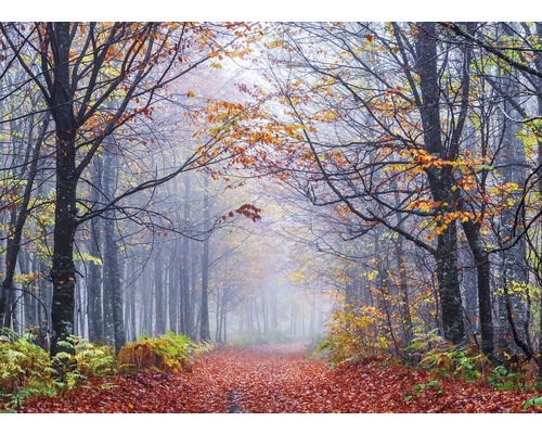 Fototapete Vlies 18789 Foggy Autumn Forest Road 7-tlg. 350 x 260 cm