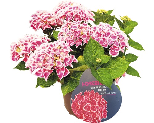 Rosa Bauernhortensie im Topf mit grünen Blättern