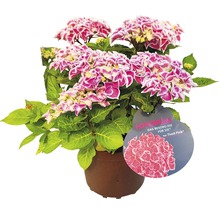 Hortensie ''Tivoli Pink'' im Topf