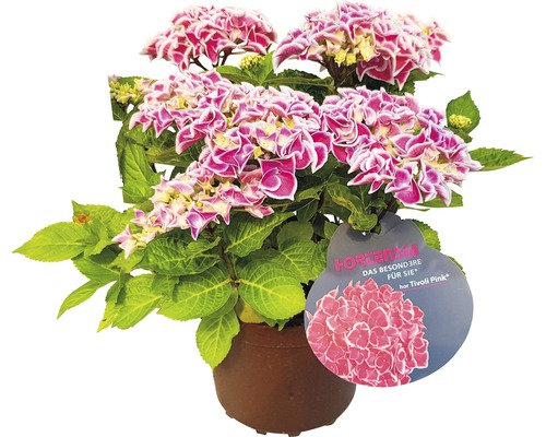 Hortensie ''Tivoli Pink'' im Topf