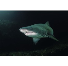 Fototapete Vlies 18824 Tooth Shark 7-tlg. 350 x 260 cm