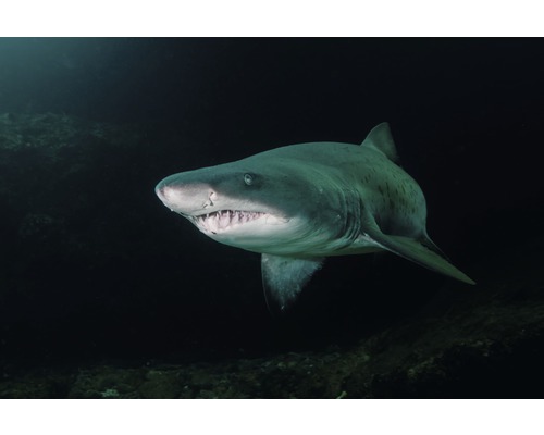 Fototapete Vlies 18824 Tooth Shark 7-tlg. 350 x 260 cm