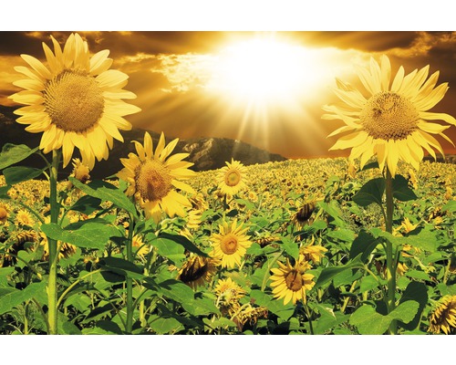 Fototapete Vlies 21884 Sunflowers 8-tlg. 400 x 260 cm