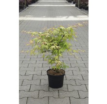 japanischer Fächerahorn Acer palmatum 'Katsura' H 40-50 cm Co 4,5 L-thumb-0