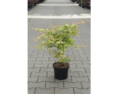 japanischer Fächerahorn Acer palmatum 'Katsura' H 40-50 cm Co 4,5 L-0