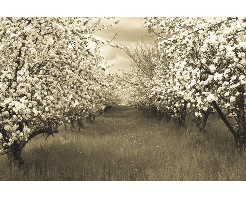 Fototapete Vlies 18913 Sepia Spring Orchard 7-tlg. 350 x 260 cm