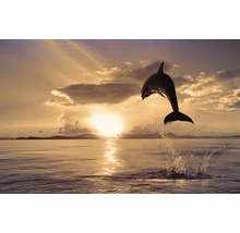 Fototapete Vlies 21920 Jumping Dolphin 8-tlg. 400 x 260 cm-thumb-0