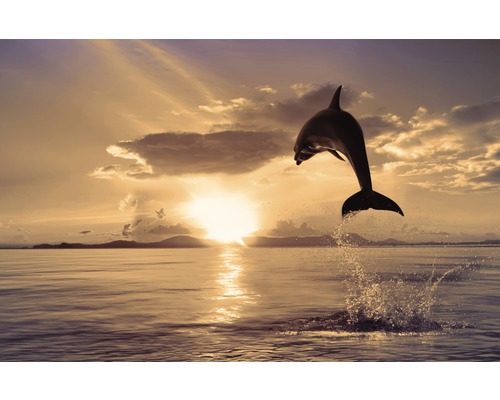 Fototapete Vlies 21920 Jumping Dolphin 8-tlg. 400 x 260 cm