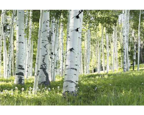 Fototapete Vlies 18989 Birch Forest grün 7-tlg. 350 x 260 cm