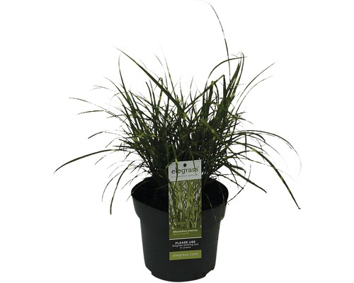 Zwerg-Chinaschilf Zebragras FloraSelf Miscanthus sinensis 'Strictus Dwarf' H 10-100 cm Co 6 L-0