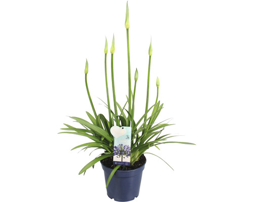 Afrikanische Schmucklilie in einem Topf mit Blüte