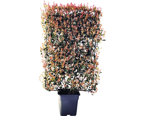 Photinia im Topf mit Rankhilfe