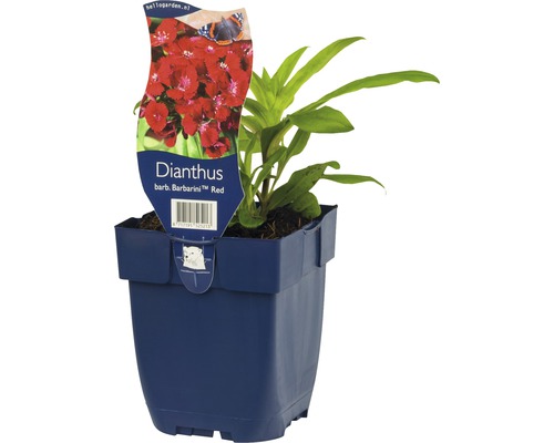Bartnelke FloraSelf Dianthus barbatus 'Barbarini Red' H 5-25 cm Co 0,5 L zweijährig Bartnelke Dianthus barb. Barbarini Red im Topf