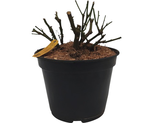 Rose im Topf, beschnitten