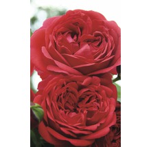 Nahaufnahme von zwei roten Rosenblüten