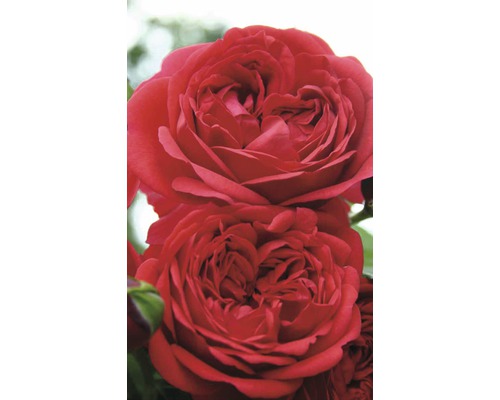 Nahaufnahme von zwei roten Rosenblüten