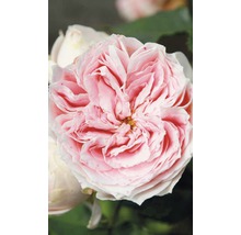 Nahaufnahme einer gefüllten Rose