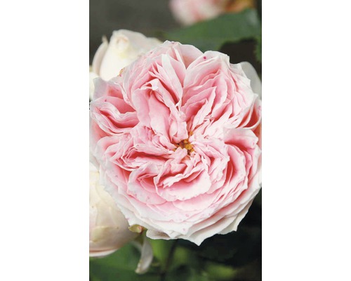 Nahaufnahme einer gefüllten Rose