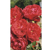 Nahaufnahme einer roten Rose mit grünen Blättern