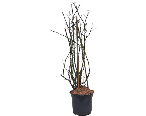 Rose ohne Blätter mit Kletterhilfe im Topf