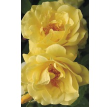 Kletterrose Klettermaxe® 'Golden Gate' H 60-80 cm Co 5 L
