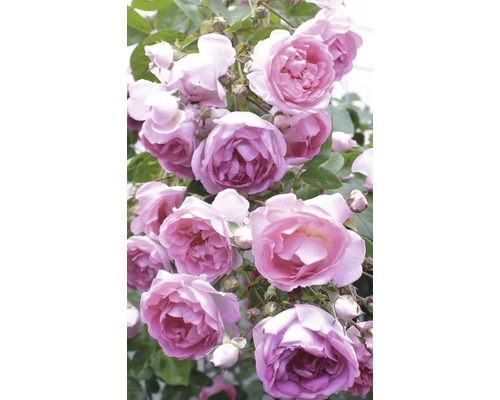 Nahaufnahme einer Kletterrose mit Blüten