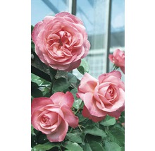 Nahaufnahme von rosa Rosenblüten an einer Kletterpflanze
